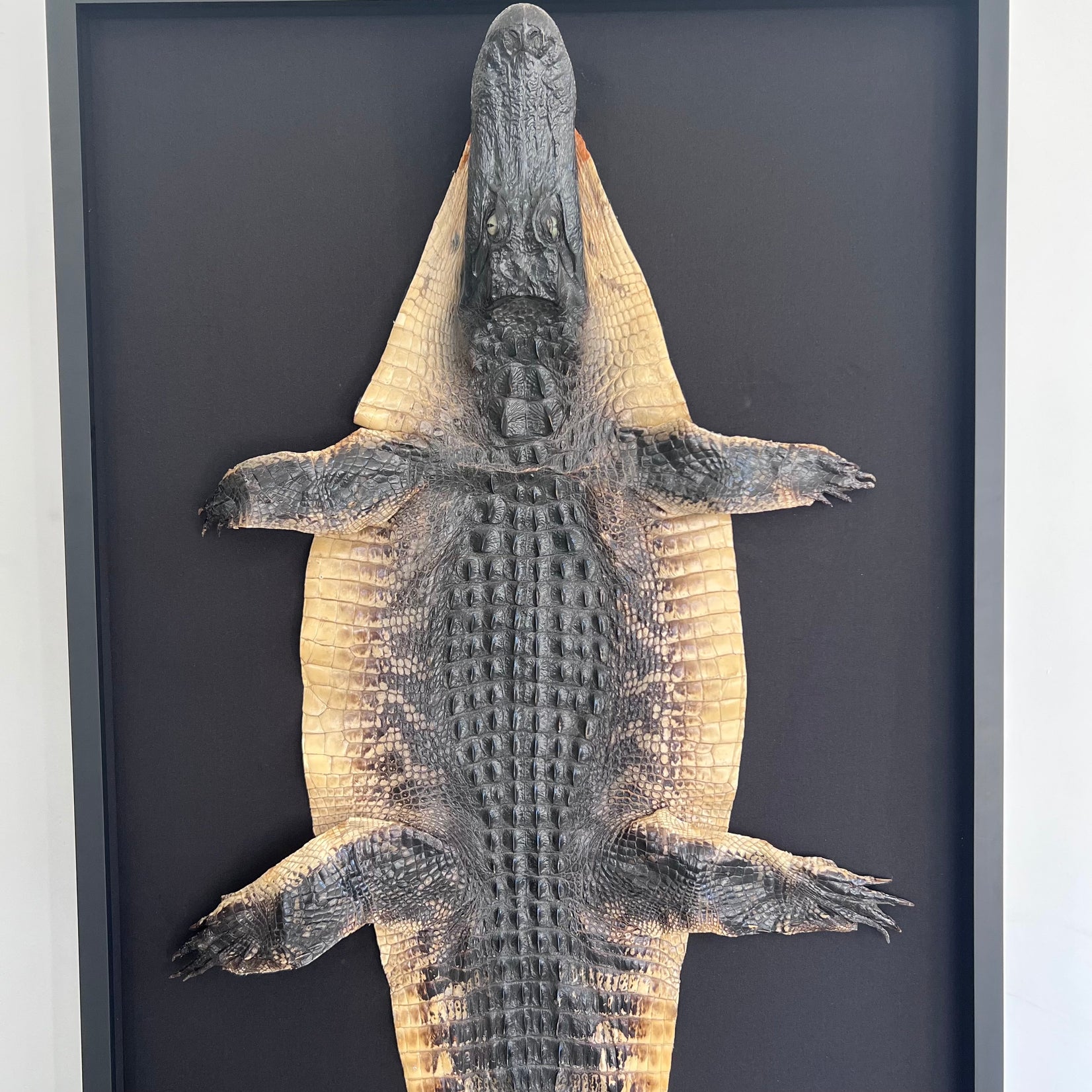 Taxidermy Alligator, 1970s