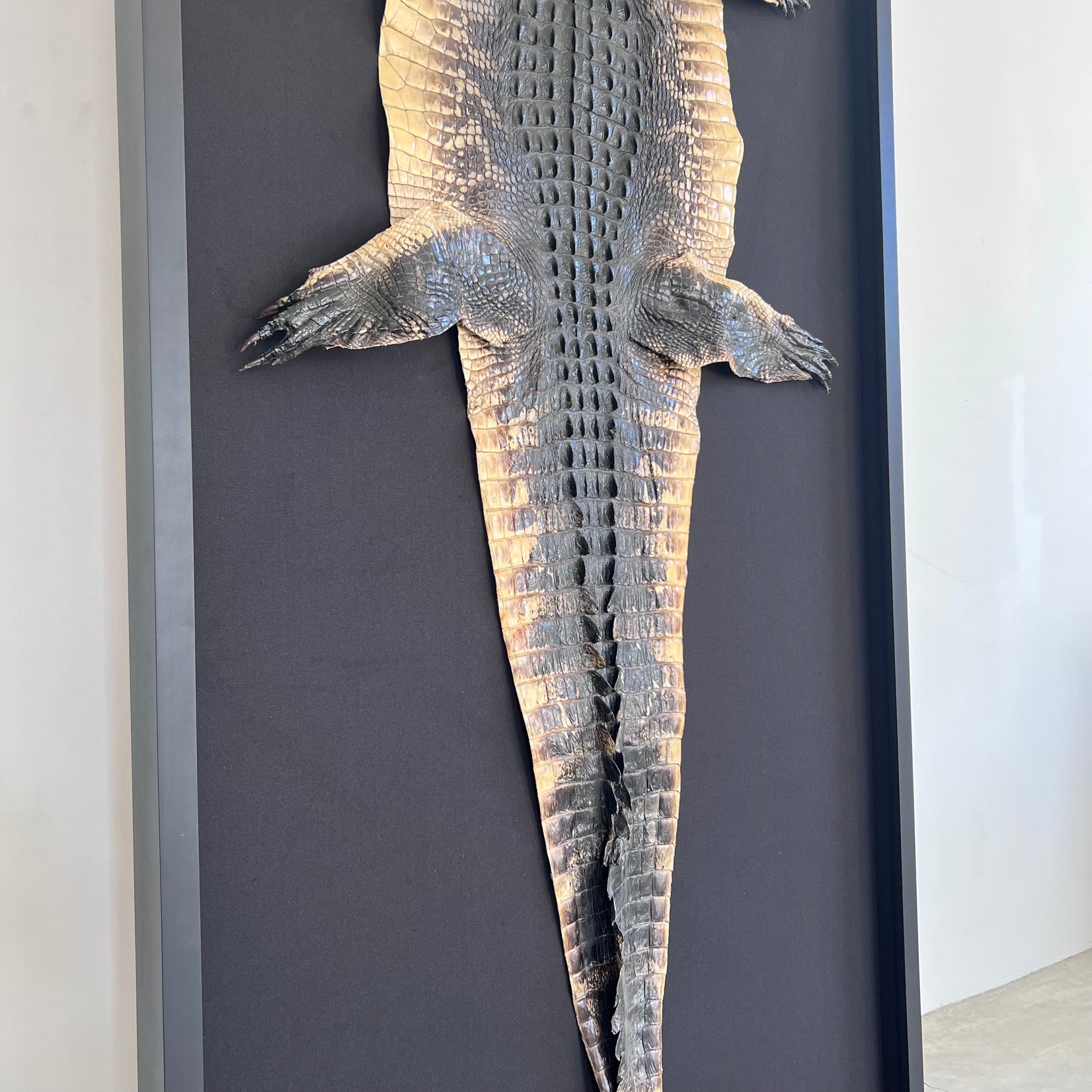 Taxidermy Alligator, 1970s