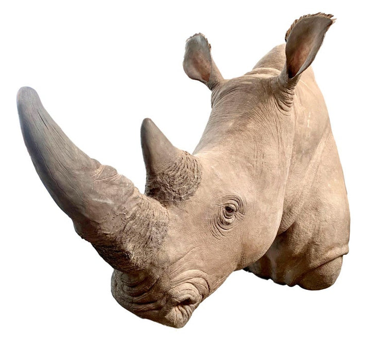 Life Size Rhino Mount Replica